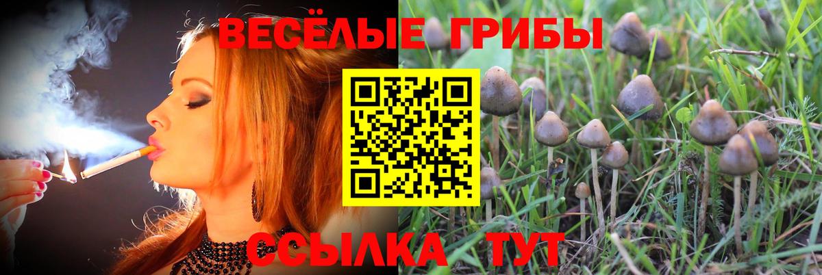 Псилоцибиновые грибы GOLDEN TEACHER  Вход с VPN  Тюмень  Галлюциногенные грибы Psilocybine cubensis 
